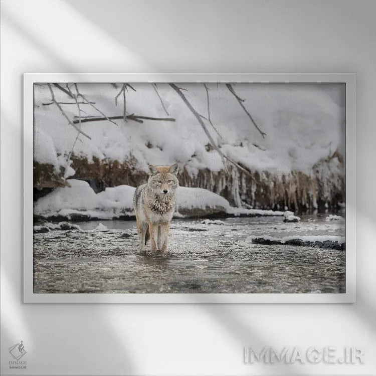 تابلو وایومینگ، پارک ملی یلواستون، رودخانه مدیسون. یک گرگ صحرایی که در رودخانه مدیسون ایستاده است اثر الن گاف - نمای قابدار سفید