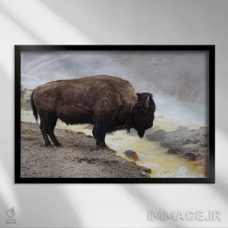 تابلو وایومینگ، پارک ملی یلواستون، منطقه آبفشان میدوی. بوفالوی آمریکایی نزدیک آب گرم ایستاده است اثر الن گاف - نمای قابدار مشکی