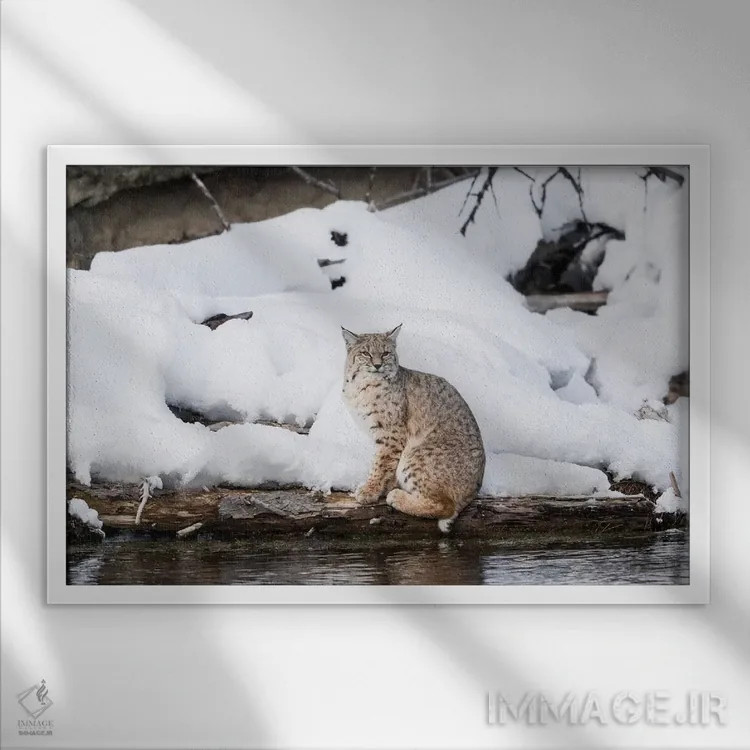 تابلو وایومینگ، پارک ملی یلواستون، رودخانه مدیسون، سیاهگوش. سیاهگوشی که کنار رودخانه مدیسون پرسه میزند اثر الن گاف - نمای قابدار سفید
