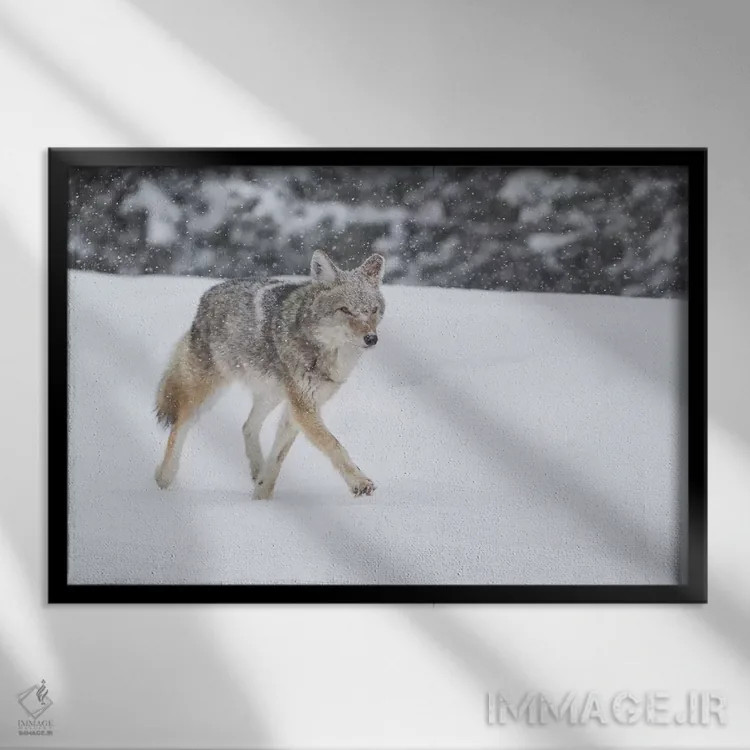 تابلو وایومینگ، پارک ملی یلواستون. گرگ صحرایی (Canis latrans) در مسیر جاده برفروبی شده در طوفان برف قدم میزند اثر الن گاف - نمای قابدار مشکی