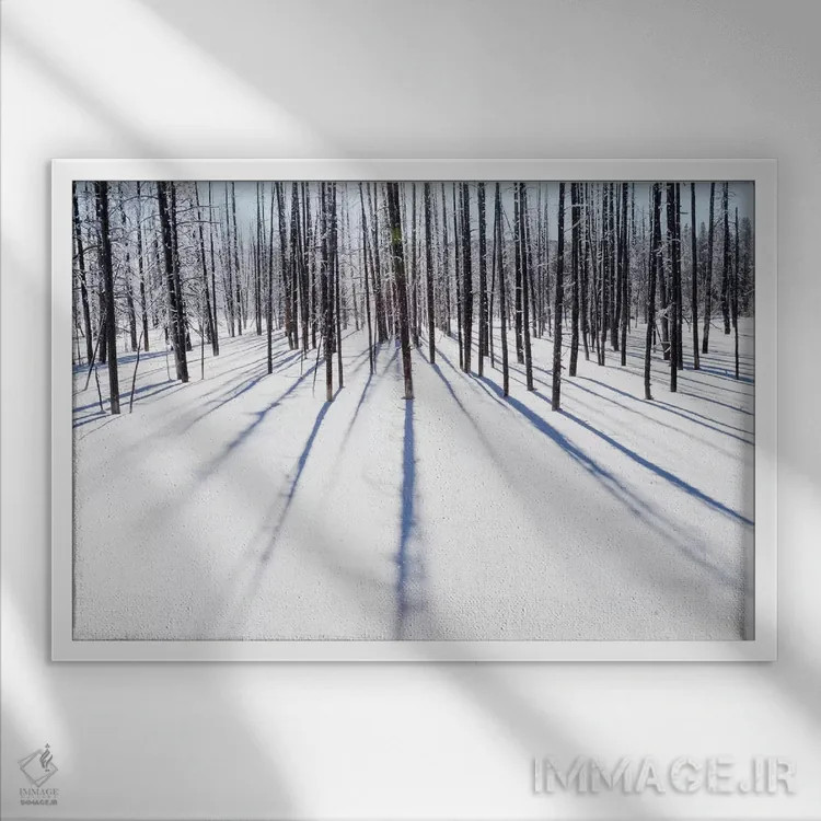 تابلو وایومینگ، پارک ملی یلواستون، نزدیک منطقه آبفشان میدوی. درختان یخزده سایههای خود را ایجاد کردهاند اثر الن گاف - نمای قابدار سفید