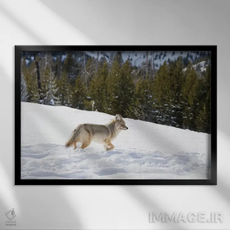 تابلو وایومینگ، پارک ملی یلواستون. گرگ صحرایی (Canis latrans) در میان رد پای بوفالوها در برف حرکت میکند اثر الن گاف - نمای قابدار مشکی