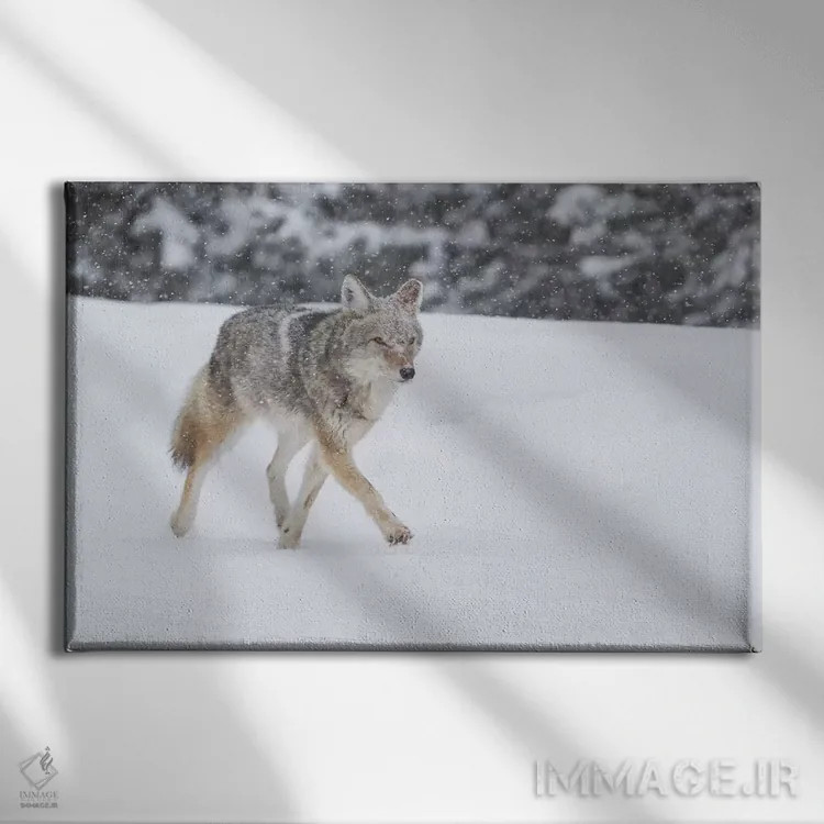 تابلو وایومینگ، پارک ملی یلواستون. گرگ صحرایی (Canis latrans) در مسیر جاده برفروبی شده در طوفان برف قدم میزند اثر الن گاف - نمای روبهرو روی دیوار