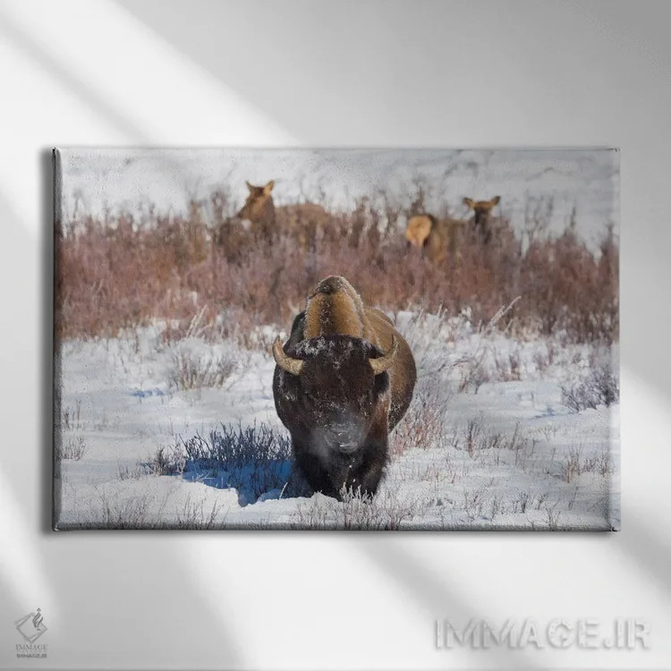 تابلو وایومینگ، پارک ملی یلواستون. یک بوفالوی نر هنگام خوردن چمن توقف میکند، در حالی که دو گوزن ماده مشغول چرا هستند اثر الن گاف - نمای روبهرو روی دیوار