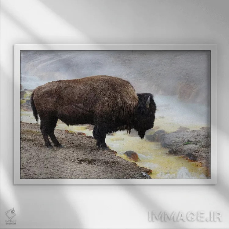 تابلو وایومینگ، پارک ملی یلواستون، منطقه آبفشان میدوی. بوفالوی آمریکایی نزدیک آب گرم ایستاده است اثر الن گاف - نمای قابدار سفید