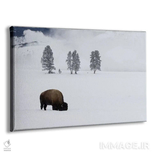 تابلو وایومینگ، پارک ملی یلواستون. بوفالوی آمریکایی نر در زیر برف به دنبال چمن میگردد اثر الن گاف - نمای پرسپکتیو محصول