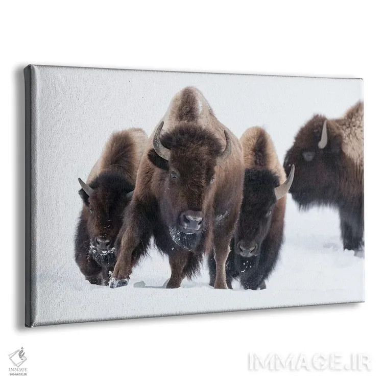 تابلو وایومینگ، پارک ملی یلواستون. بوفالوی آمریکایی (Bos bison) شروع به دویدن در میان برف عمیق میکند اثر الن گاف - نمای پرسپکتیو محصول