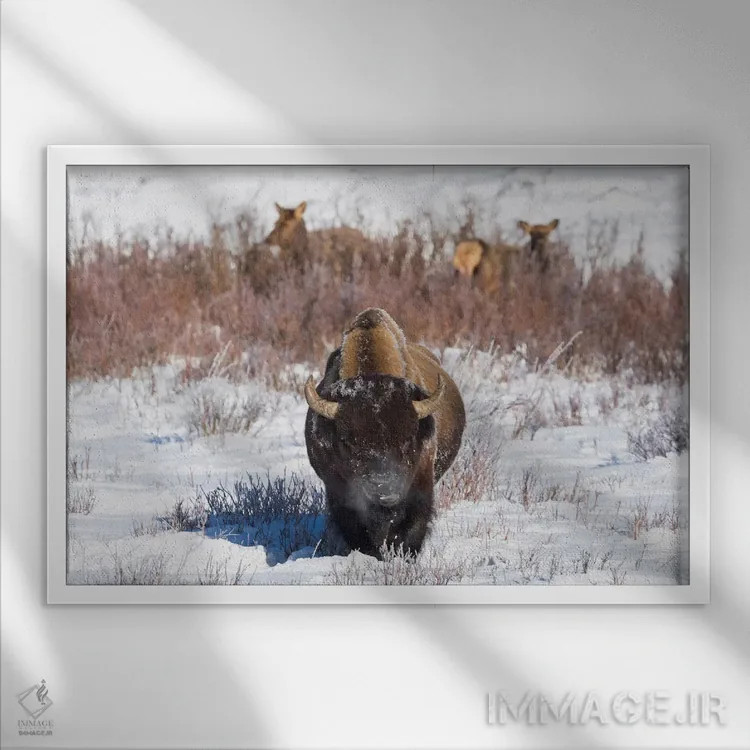 تابلو وایومینگ، پارک ملی یلواستون. یک بوفالوی نر هنگام خوردن چمن توقف میکند، در حالی که دو گوزن ماده مشغول چرا هستند اثر الن گاف - نمای قابدار سفید