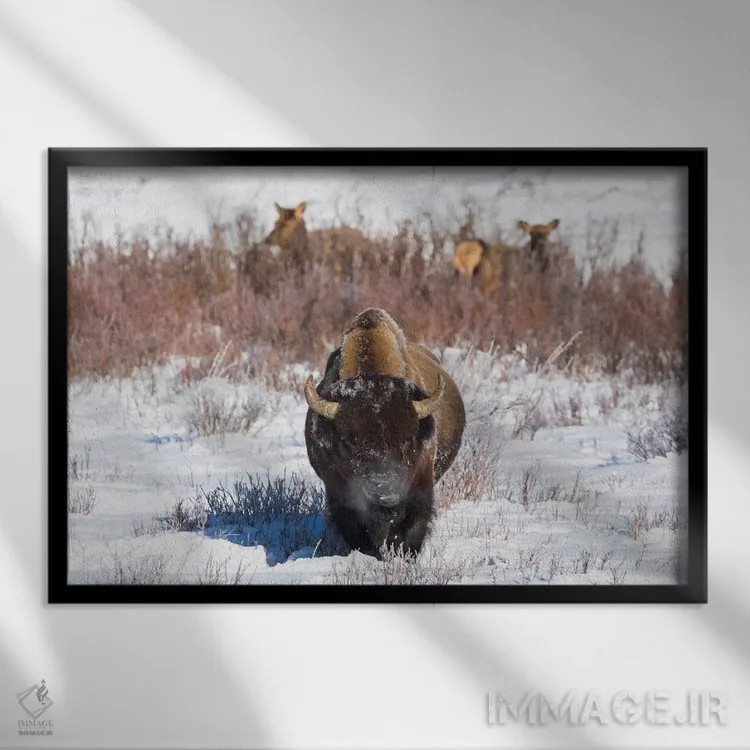 تابلو وایومینگ، پارک ملی یلواستون. یک بوفالوی نر هنگام خوردن چمن توقف میکند، در حالی که دو گوزن ماده مشغول چرا هستند اثر الن گاف - نمای قابدار مشکی