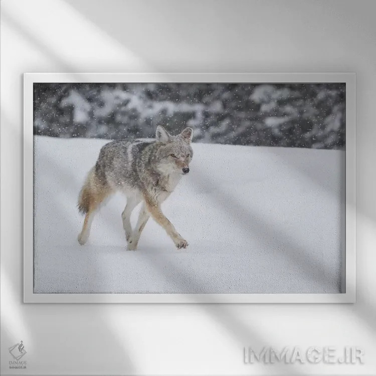 تابلو وایومینگ، پارک ملی یلواستون. گرگ صحرایی (Canis latrans) در مسیر جاده برفروبی شده در طوفان برف قدم میزند اثر الن گاف - نمای قابدار سفید