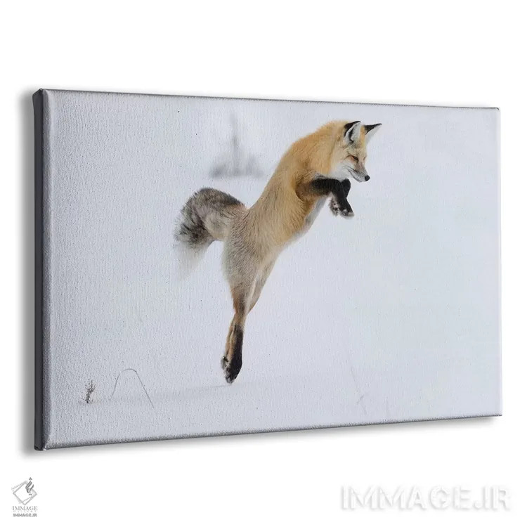 تابلو وایومینگ، پارک ملی یلواستون. روباه سرخ در حال پریدن برای شکستن برف و گرفتن یک جوند اثر الن گاف - نمای پرسپکتیو محصول