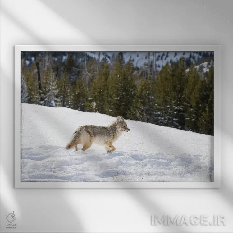 تابلو وایومینگ، پارک ملی یلواستون. گرگ صحرایی (Canis latrans) در میان رد پای بوفالوها در برف حرکت میکند اثر الن گاف - نمای قابدار سفید