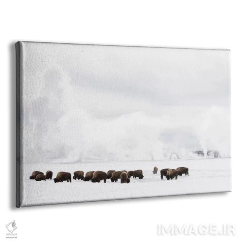 تابلو وایومینگ، پارک ملی یلواستون. گاومیش آمریکایی در حال تلاش برای یافتن علف زیر برف زمستانی. اثر الن گاف - نمای پرسپکتیو محصول