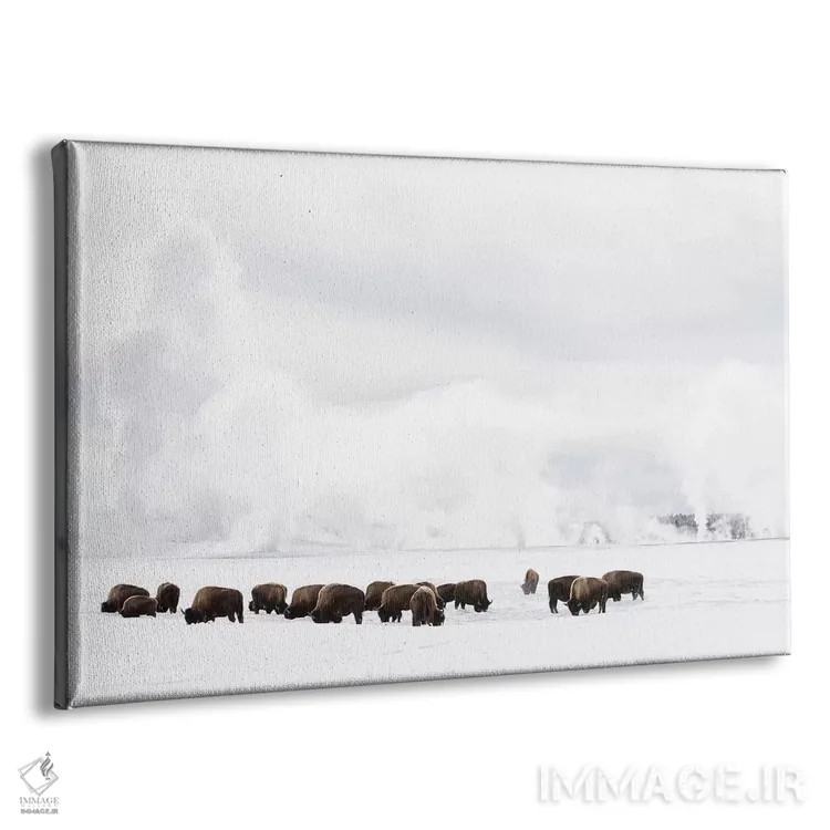تابلو وایومینگ، پارک ملی یلواستون. گاومیش آمریکایی در حال تلاش برای یافتن علف زیر برف زمستانی. اثر الن گاف - نمای پرسپکتیو محصول