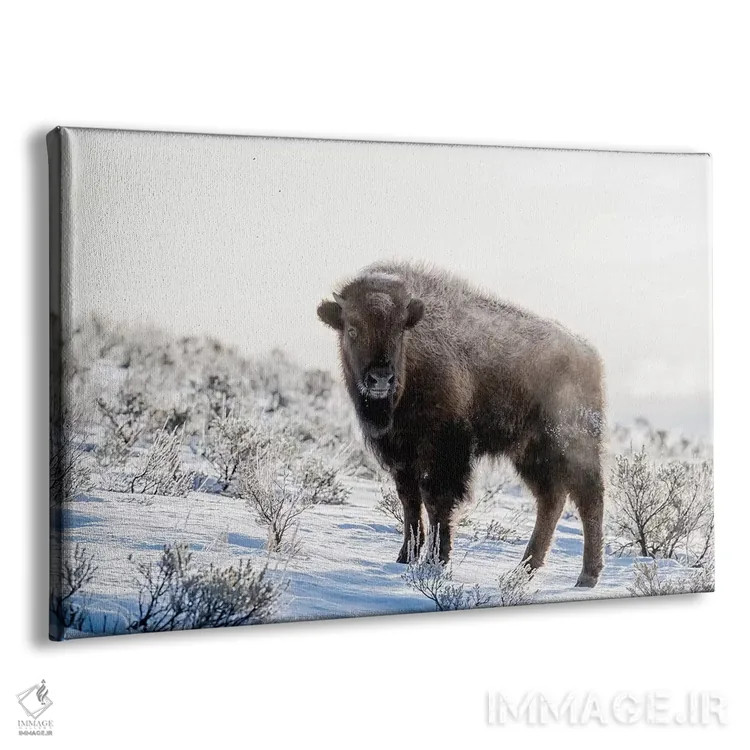 تابلو وایومینگ، پارک ملی یلواستون. بوفالوی آمریکایی در میان مریمگلی با بخار ایستاده است اثر الن گاف - نمای پرسپکتیو محصول