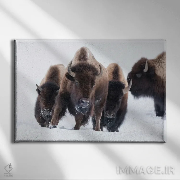تابلو وایومینگ، پارک ملی یلواستون. بوفالوی آمریکایی (Bos bison) شروع به دویدن در میان برف عمیق میکند اثر الن گاف - نمای روبهرو روی دیوار