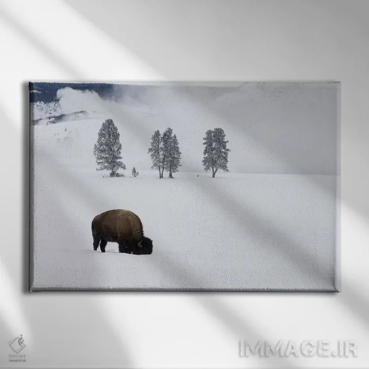 تابلو وایومینگ، پارک ملی یلواستون. بوفالوی آمریکایی نر در زیر برف به دنبال چمن میگردد اثر الن گاف - نمای روبهرو روی دیوار