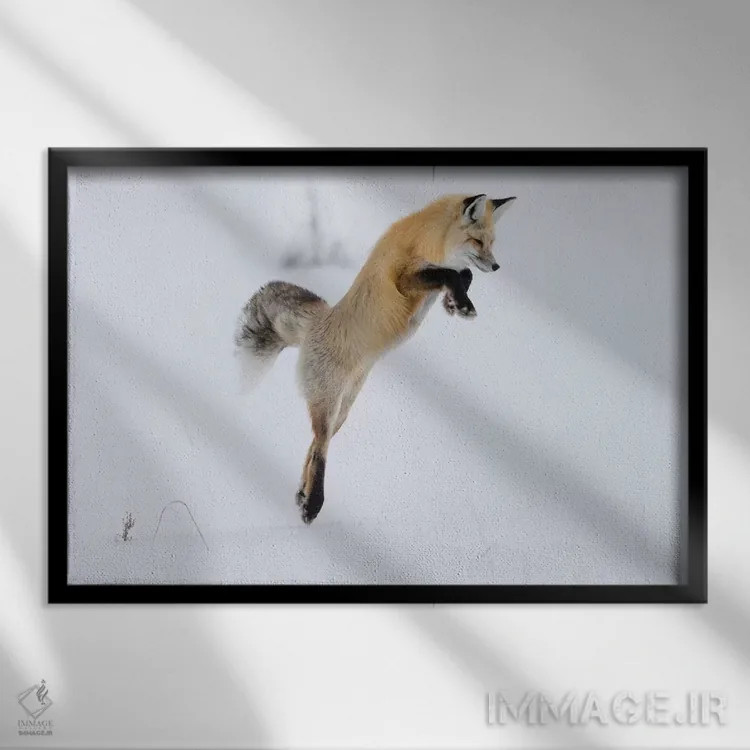 تابلو وایومینگ، پارک ملی یلواستون. روباه سرخ در حال پریدن برای شکستن برف و گرفتن یک جوند اثر الن گاف - نمای قابدار مشکی