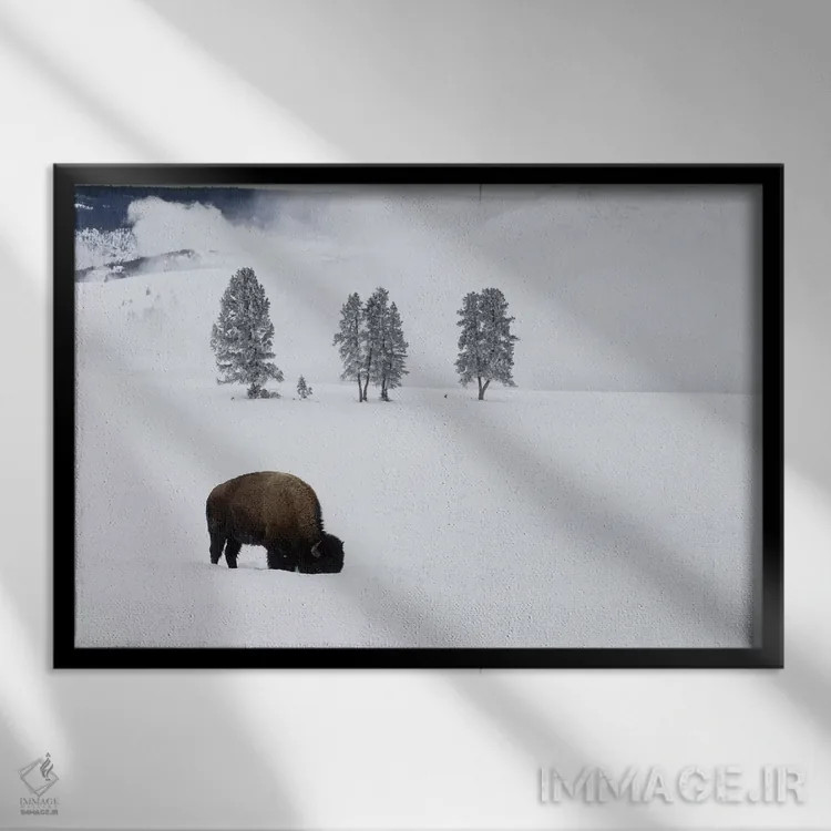 تابلو وایومینگ، پارک ملی یلواستون. بوفالوی آمریکایی نر در زیر برف به دنبال چمن میگردد اثر الن گاف - نمای قابدار مشکی