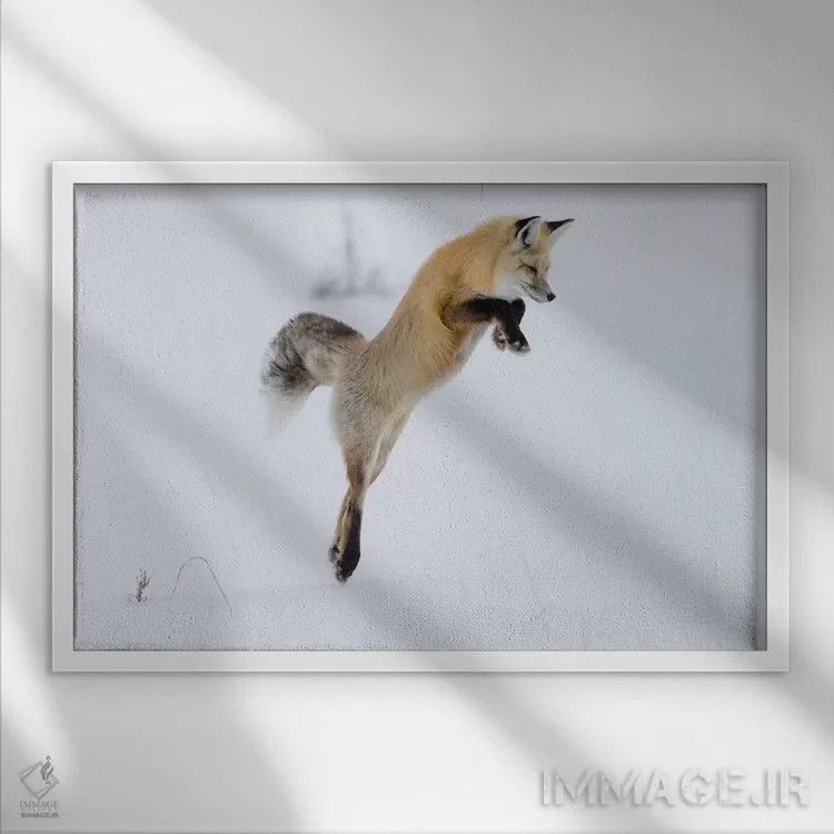 تابلو وایومینگ، پارک ملی یلواستون. روباه سرخ در حال پریدن برای شکستن برف و گرفتن یک جوند اثر الن گاف - نمای قابدار سفید