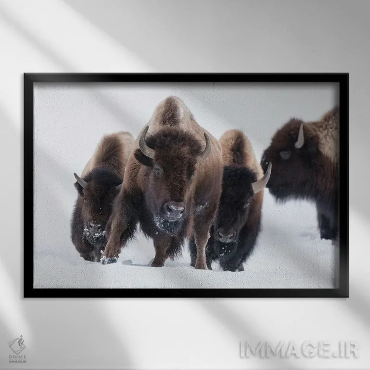 تابلو وایومینگ، پارک ملی یلواستون. بوفالوی آمریکایی (Bos bison) شروع به دویدن در میان برف عمیق میکند اثر الن گاف - نمای قابدار مشکی