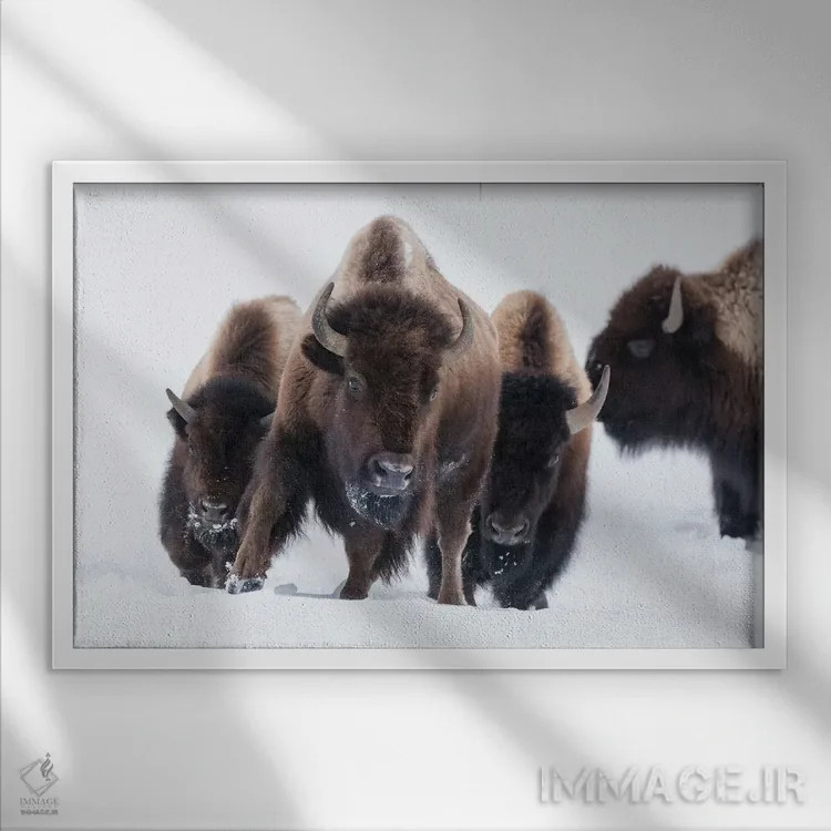 تابلو وایومینگ، پارک ملی یلواستون. بوفالوی آمریکایی (Bos bison) شروع به دویدن در میان برف عمیق میکند اثر الن گاف - نمای قابدار سفید