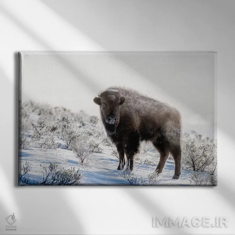 تابلو وایومینگ، پارک ملی یلواستون. بوفالوی آمریکایی در میان مریمگلی با بخار ایستاده است اثر الن گاف - نمای روبهرو روی دیوار