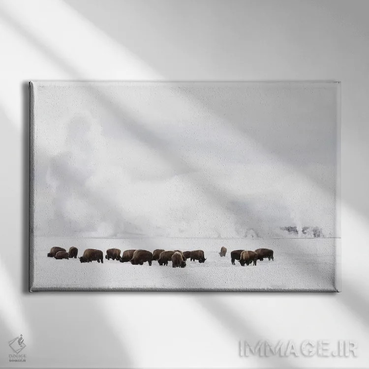 تابلو وایومینگ، پارک ملی یلواستون. گاومیش آمریکایی در حال تلاش برای یافتن علف زیر برف زمستانی. اثر الن گاف - نمای روبهرو روی دیوار