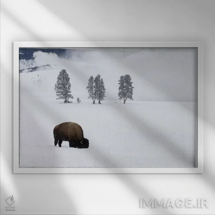 تابلو وایومینگ، پارک ملی یلواستون. بوفالوی آمریکایی نر در زیر برف به دنبال چمن میگردد اثر الن گاف - نمای قابدار سفید