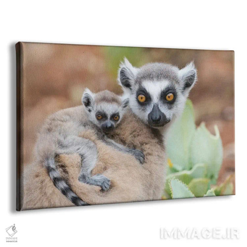 تابلو آفریقا، ماداگاسکار، آنوسی، ذخیرهگاه برنتی. بچه لمور دمحلقة چسبیده به پشت مادرش. اثر الن گاف - نمای پرسپکتیو محصول