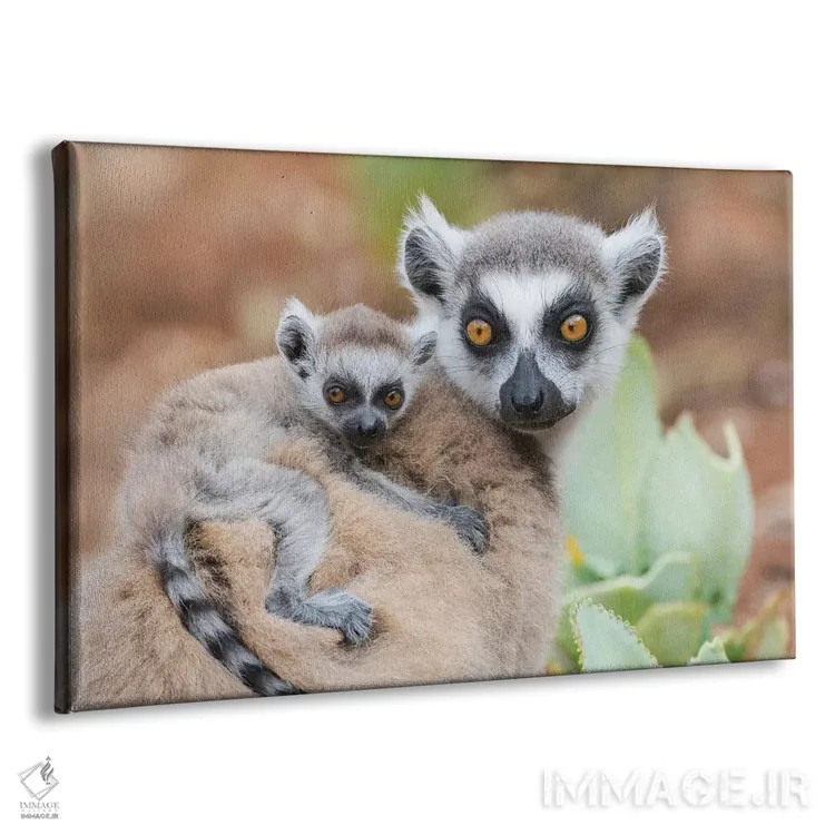 تابلو آفریقا، ماداگاسکار، آنوسی، ذخیرهگاه برنتی. بچه لمور دمحلقة چسبیده به پشت مادرش. اثر الن گاف - نمای پرسپکتیو محصول