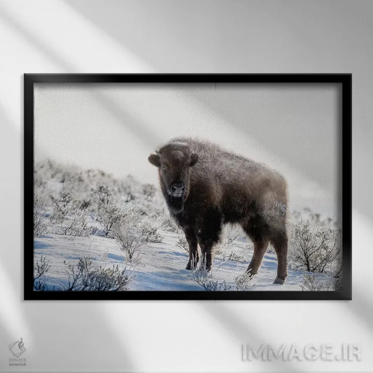 تابلو وایومینگ، پارک ملی یلواستون. بوفالوی آمریکایی در میان مریمگلی با بخار ایستاده است اثر الن گاف - نمای قابدار مشکی
