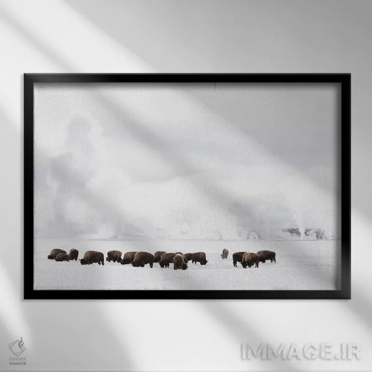 تابلو وایومینگ، پارک ملی یلواستون. گاومیش آمریکایی در حال تلاش برای یافتن علف زیر برف زمستانی. اثر الن گاف - نمای قابدار مشکی