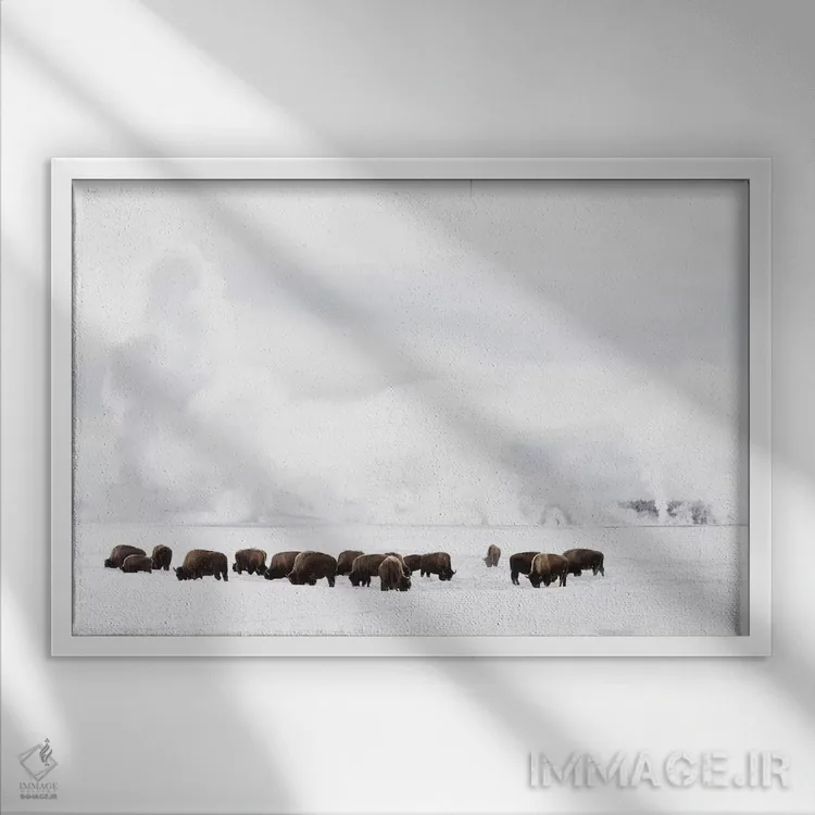 تابلو وایومینگ، پارک ملی یلواستون. گاومیش آمریکایی در حال تلاش برای یافتن علف زیر برف زمستانی. اثر الن گاف - نمای قابدار سفید
