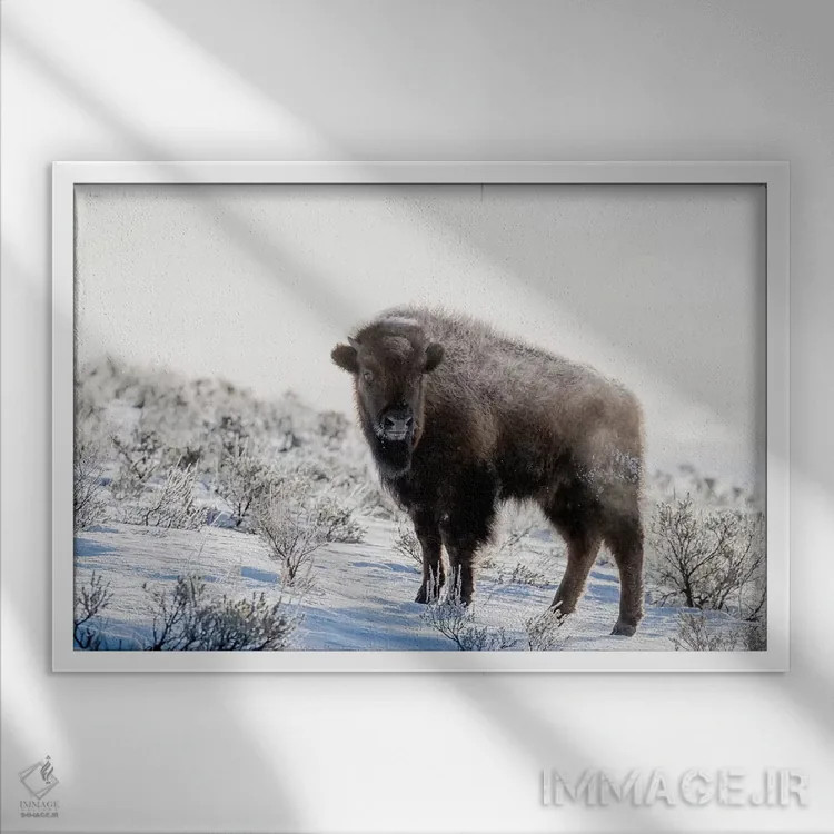 تابلو وایومینگ، پارک ملی یلواستون. بوفالوی آمریکایی در میان مریمگلی با بخار ایستاده است اثر الن گاف - نمای قابدار سفید