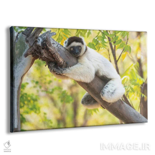 تابلو یک سیفاکای ورئو به دور درخت چنگ زده، ذخیرهگاه برنتی، آنوسی، ماداگاسکار، آفریقا. اثر الن گاف - نمای پرسپکتیو محصول