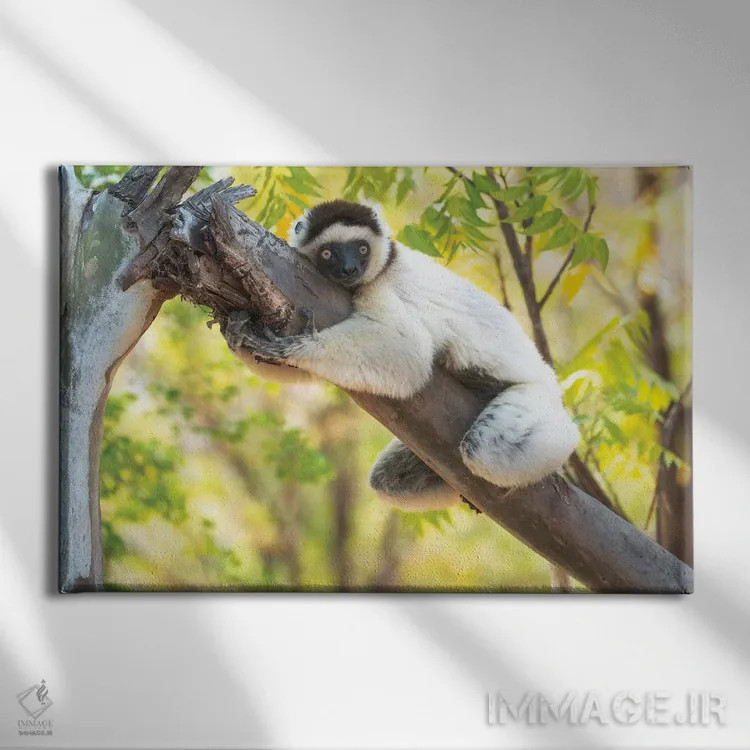 تابلو یک سیفاکای ورئو به دور درخت چنگ زده، ذخیرهگاه برنتی، آنوسی، ماداگاسکار، آفریقا. اثر الن گاف - نمای روبهرو روی دیوار
