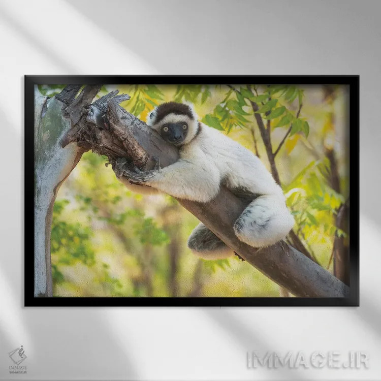تابلو یک سیفاکای ورئو به دور درخت چنگ زده، ذخیرهگاه برنتی، آنوسی، ماداگاسکار، آفریقا. اثر الن گاف - نمای قابدار مشکی