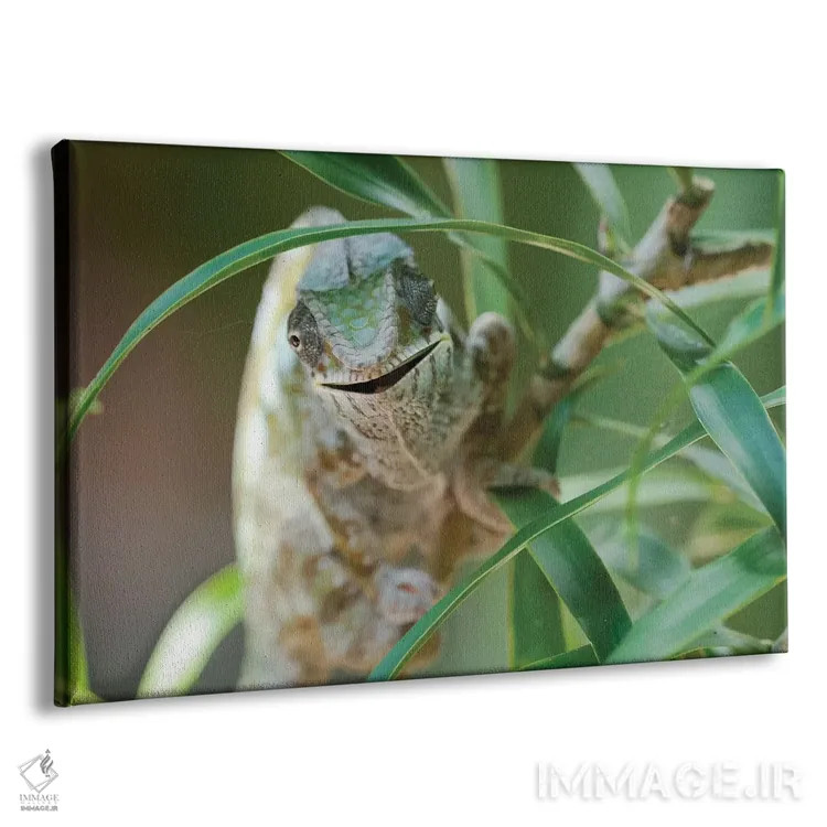 تابلو آفتابپرست دهانباز بر تنه یک بوته کوچک، ذخیرهگاه آکانین'نی نوفی، دریاچه آمیتابه، ماداگاسکار، آفریقا. اثر الن گاف - نمای پرسپکتیو محصول