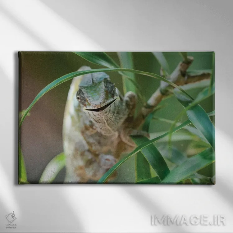 تابلو آفتابپرست دهانباز بر تنه یک بوته کوچک، ذخیرهگاه آکانین'نی نوفی، دریاچه آمیتابه، ماداگاسکار، آفریقا. اثر الن گاف - نمای روبهرو روی دیوار