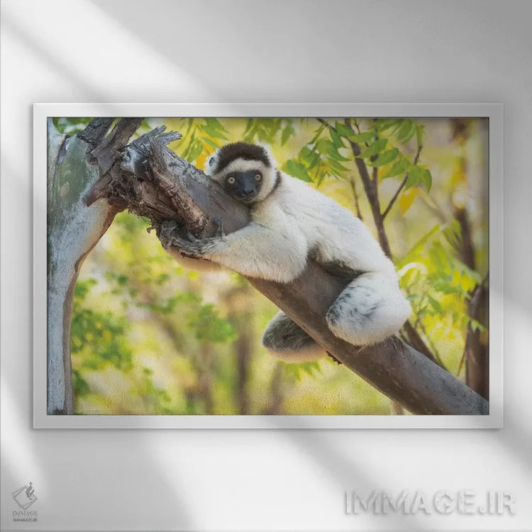 تابلو یک سیفاکای ورئو به دور درخت چنگ زده، ذخیرهگاه برنتی، آنوسی، ماداگاسکار، آفریقا. اثر الن گاف - نمای قابدار سفید