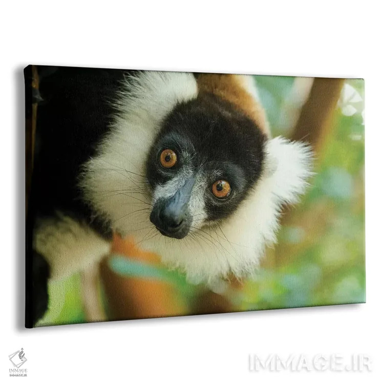 تابلو آفریقا، ماداگاسکار، دریاچه آمیتابه، ذخیرهگاه آکانیننی نوفی. نمای نزدیک از لمور سیاه و سفید دمپفدار نمایشی. اثر الن گاف - نمای پرسپکتیو محصول