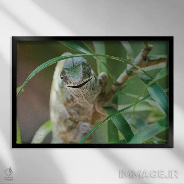 تابلو آفتابپرست دهانباز بر تنه یک بوته کوچک، ذخیرهگاه آکانین'نی نوفی، دریاچه آمیتابه، ماداگاسکار، آفریقا. اثر الن گاف - نمای قابدار مشکی