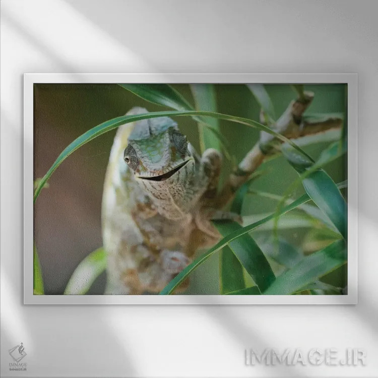 تابلو آفتابپرست دهانباز بر تنه یک بوته کوچک، ذخیرهگاه آکانین'نی نوفی، دریاچه آمیتابه، ماداگاسکار، آفریقا. اثر الن گاف - نمای قابدار سفید