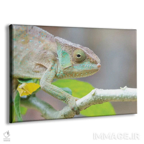 تابلو آفریقا، ماداگاسکار، ماروزوو، ذخیرهگاه خزندگان پیریراس. پرتره یک آفتابپرست پلنگی روی شاخه. اثر الن گاف - نمای پرسپکتیو محصول