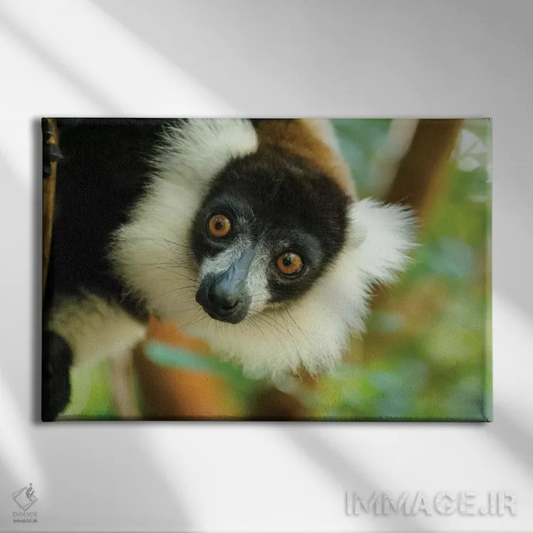 تابلو آفریقا، ماداگاسکار، دریاچه آمیتابه، ذخیرهگاه آکانیننی نوفی. نمای نزدیک از لمور سیاه و سفید دمپفدار نمایشی. اثر الن گاف - نمای روبهرو روی دیوار