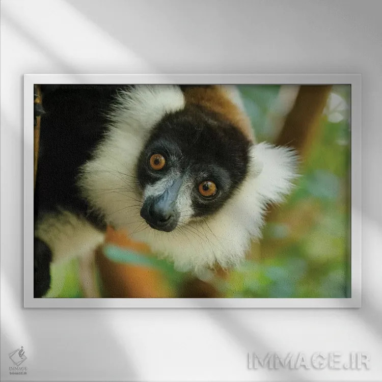 تابلو آفریقا، ماداگاسکار، دریاچه آمیتابه، ذخیرهگاه آکانیننی نوفی. نمای نزدیک از لمور سیاه و سفید دمپفدار نمایشی. اثر الن گاف - نمای قابدار سفید