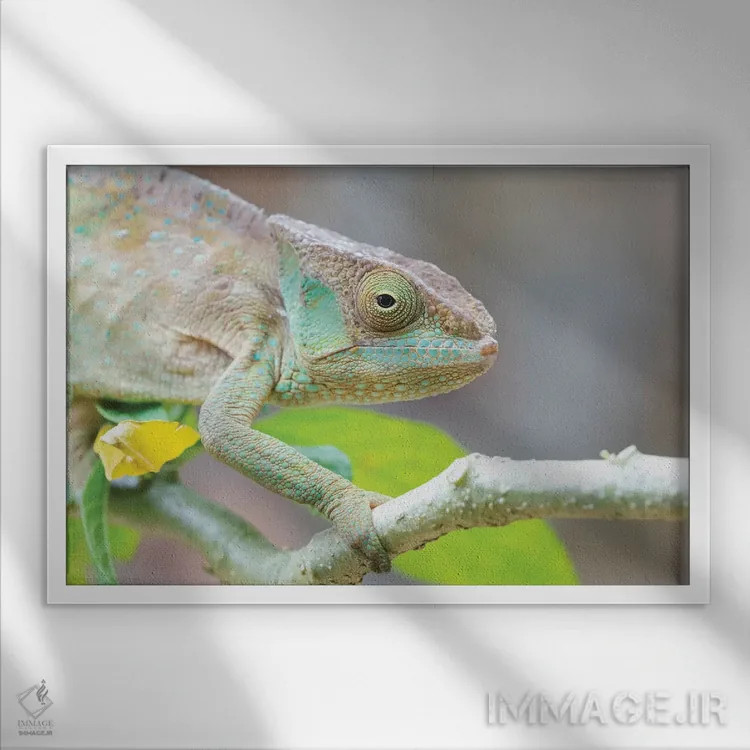 تابلو آفریقا، ماداگاسکار، ماروزوو، ذخیرهگاه خزندگان پیریراس. پرتره یک آفتابپرست پلنگی روی شاخه. اثر الن گاف - نمای قابدار سفید