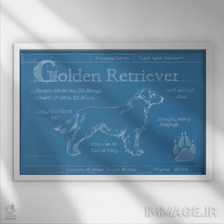 تابلو نقشه فنی سگ گلدن رتریور اثر اتان هارپر - نمای قابدار سفید