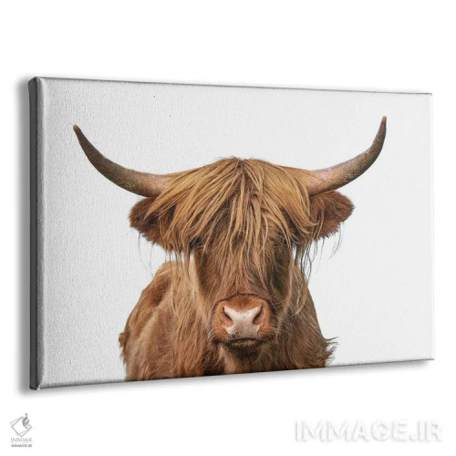 تابلو نمای نزدیک سر گاو کوهستانی (نژاد گاوی) اثر هنرمند ناشناس - نمای پرسپکتیو محصول